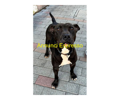 In regalo CANE METICCIO