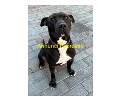 In regalo CANE METICCIO