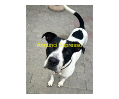 In regalo CANE METICCIO