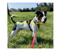 In regalo CANE METICCIO