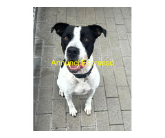 In regalo CANE METICCIO