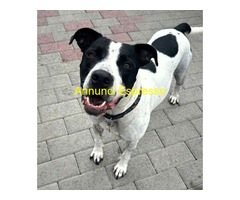 In regalo CANE METICCIO