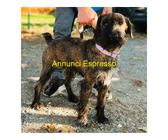 In regalo CANE METICCIO