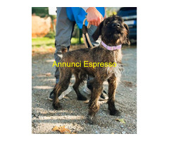 In regalo CANE METICCIO