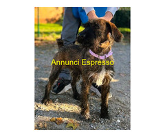 In regalo CANE METICCIO