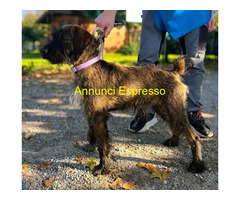 In regalo CANE METICCIO