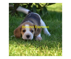 Beagle tricolore cuccioli