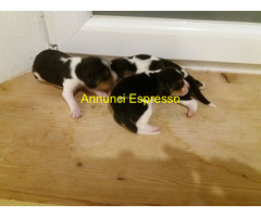 Beagle tricolore cuccioli