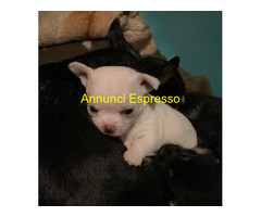 Chihuahua toy maschietto