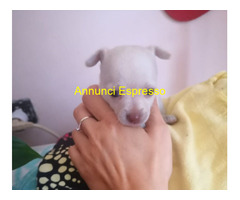 Chihuahua toy maschietto