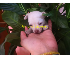 Chihuahua toy maschietto