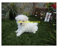 Maltipoo toy cuccioli