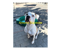 In regalo CANE METICCIO