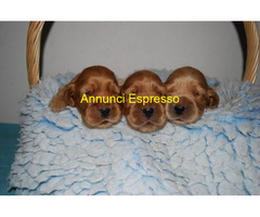 Cocker Spaniel cuccioli