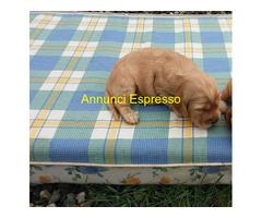 Cocker Spaniel cuccioli