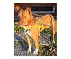 In regalo CANE METICCIO