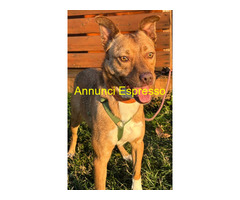 In regalo CANE METICCIO