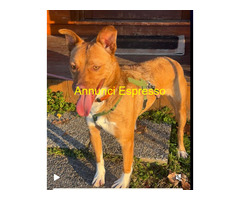 In regalo CANE METICCIO