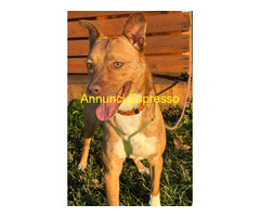 In regalo CANE METICCIO