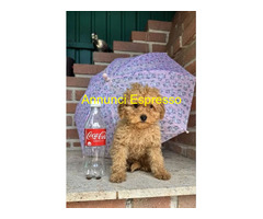 Barboncina toy albicocca