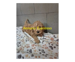 Barboncina toy albicocca