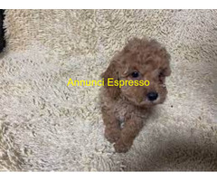 Barboncina toy albicocca