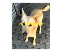 In regalo CANE METICCIO