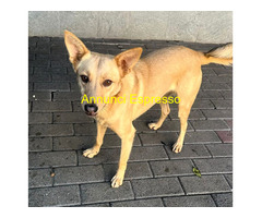 In regalo CANE METICCIO