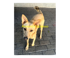 In regalo CANE METICCIO