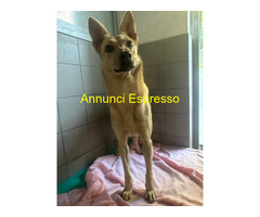 In regalo CANE METICCIO