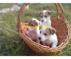 Jack Russell cuccioli