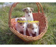 Jack Russell cuccioli