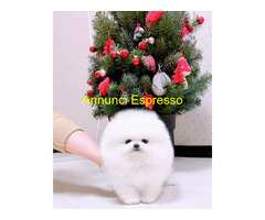 In regalo Cuccioli di Pomerania