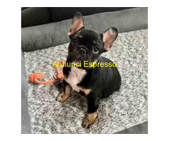 Bouledogue francese maschio
