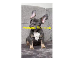 Bouledogue francese maschio