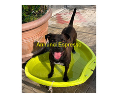 In regalo CANE METICCIO