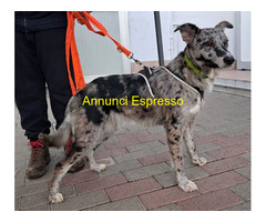 In regalo CANE METICCIO