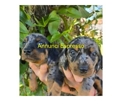 Bassotto nano cuccioli