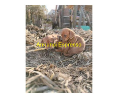 Bassotto nano cuccioli