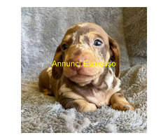 Bassotto nano cuccioli