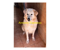 In regalo CANE METICCIO