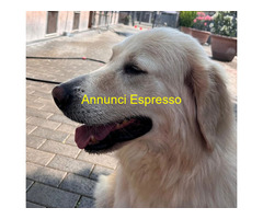 In regalo CANE METICCIO