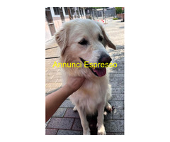 In regalo CANE METICCIO