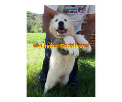 CANE DA MONTAGNA DEI PIRENEI