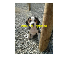 Beagle tricolore maschietto