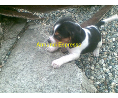 Beagle tricolore maschietto