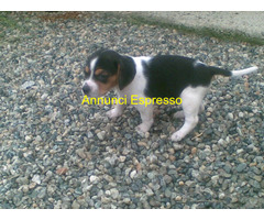 Beagle tricolore maschietto