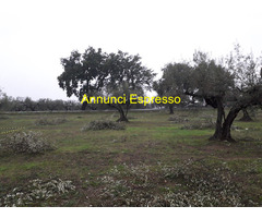 Terreno edificabile mq3635 Privato