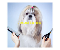 NEGOZIO ACCESSOR ANIMALI -FOOD e TOLETTATURA