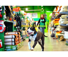 NEGOZIO ACCESSOR ANIMALI -FOOD e TOLETTATURA